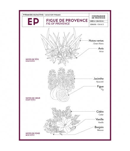 Olfactory pyramid for Fig of Provence fragrance showing head, heart, and base notes.