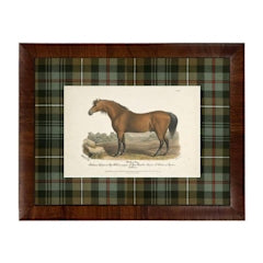 Vintage horse bookplate illustration matted in green and brown tartan with a dark wood frame.