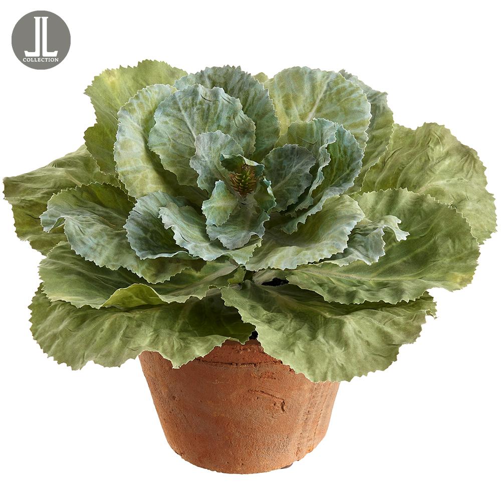 Green ornamental cabbage in an eight-inch clay pot with visible iron wire structure.