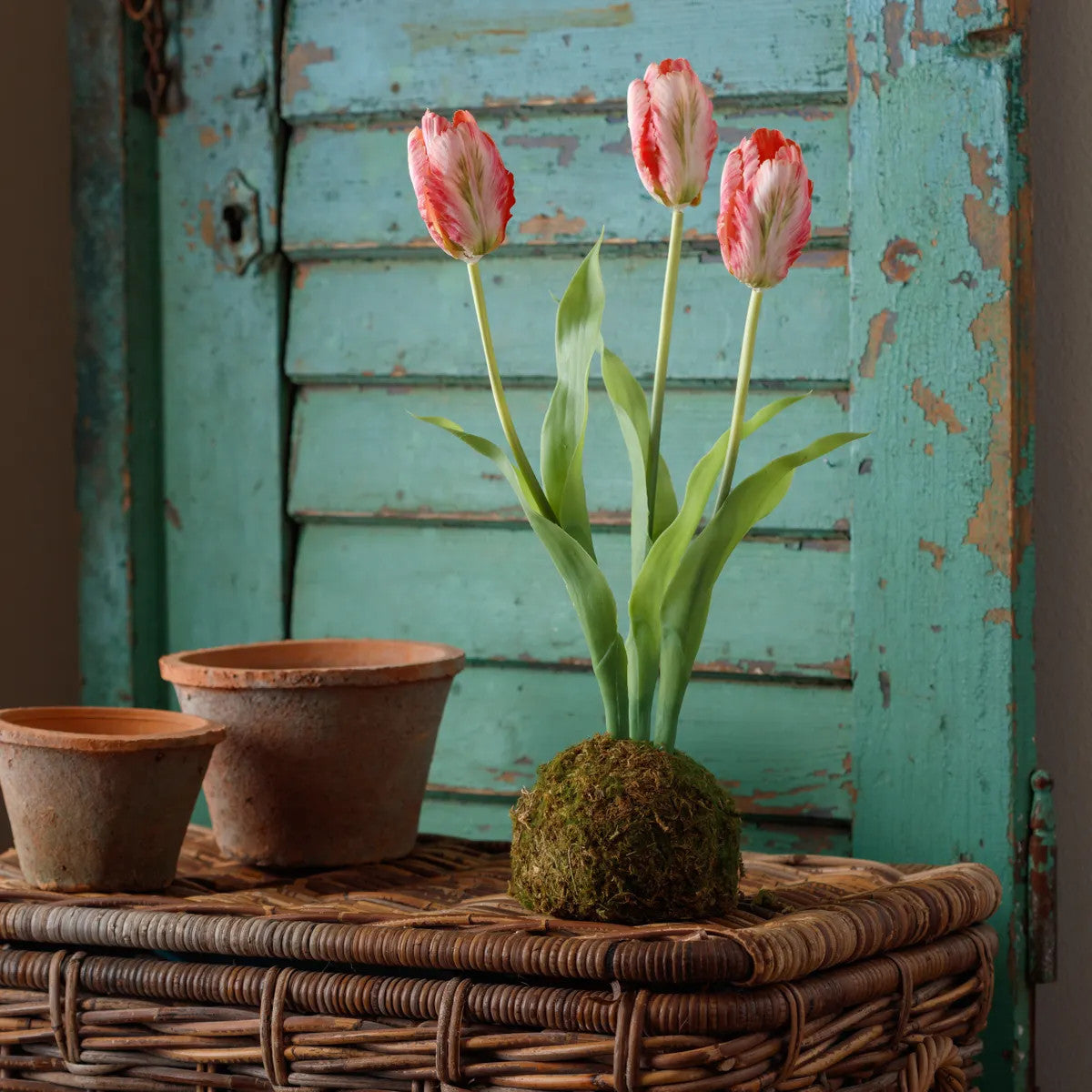 Green moss ball planter holding a single pink tulip with green leaves.