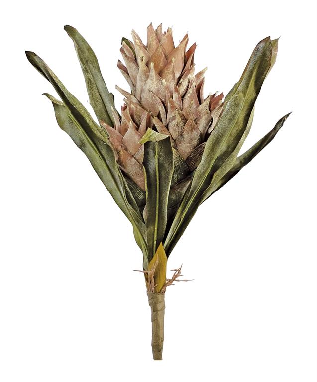 19-inch dried protea bundle in taupe with two textured blooms and long green leaves.