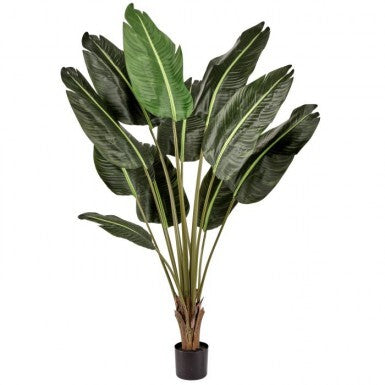 Potted UV Treat Deluxe Traveler’s Palm with large green leaves in a black pot.