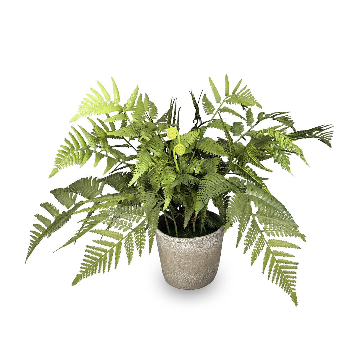 Foam and cement potted fern measuring 24 inches in diameter with a height of 15 inches.