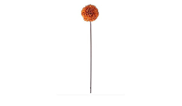 A single allium flower stem with a white bloom on a green stalk.