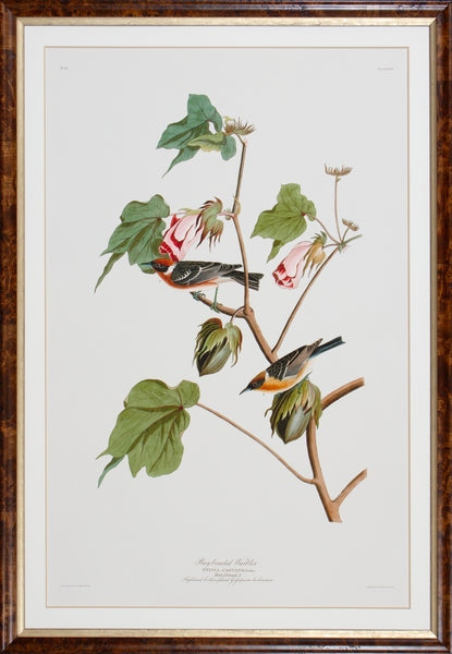 Giclee print featuring a Bay-breasted Warbler with yellow breast streaks and olive-green wings on white paper.