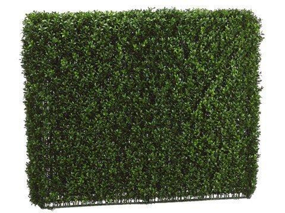 Boxwood Hedge Two Tone Green
