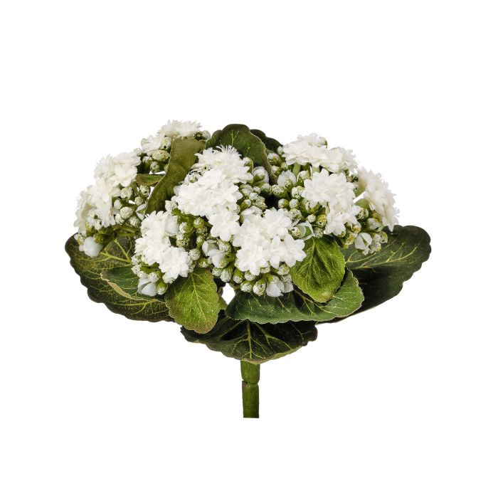 Kalanchoe Plant 9”