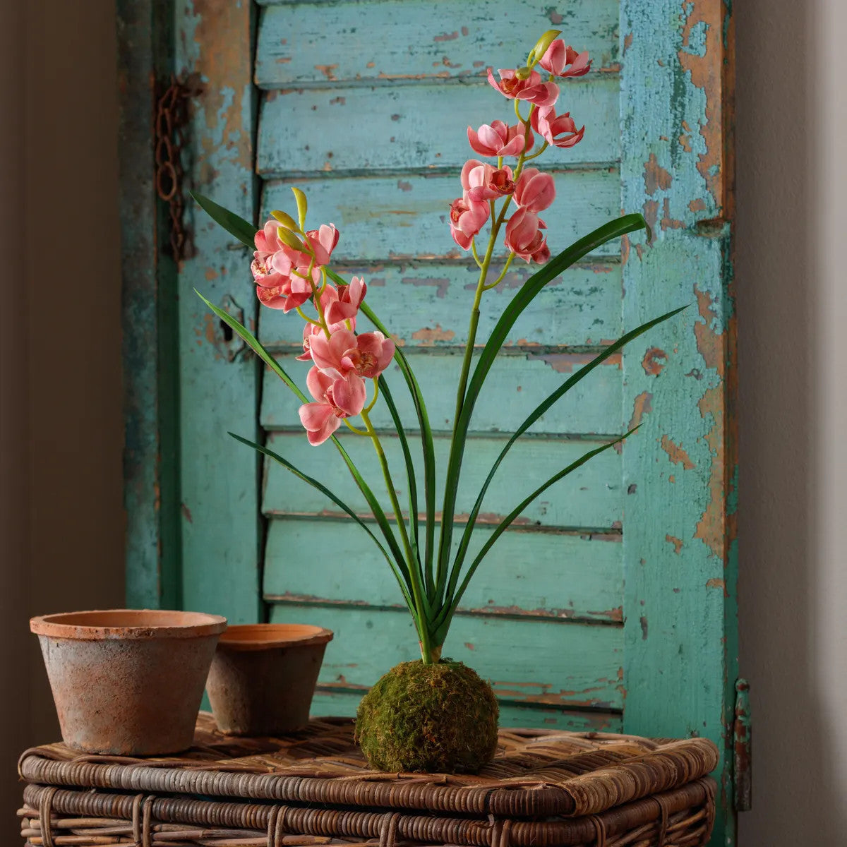 Berry Cymbidium orchid blooming in a moss ball with green foliage.