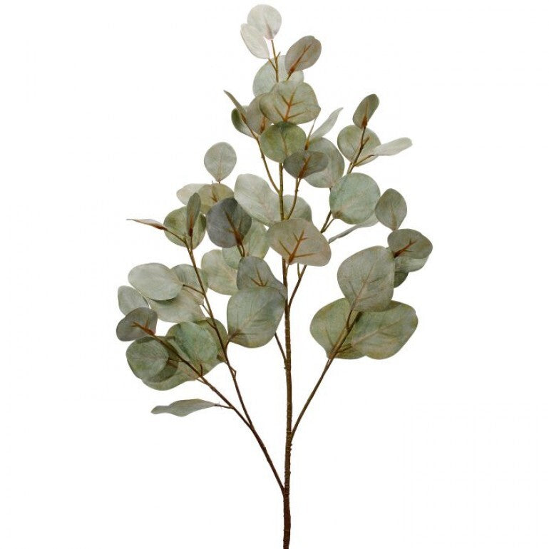 34-inch frosted green bleached silver dollar eucalyptus plant in a tall cylindrical pot.