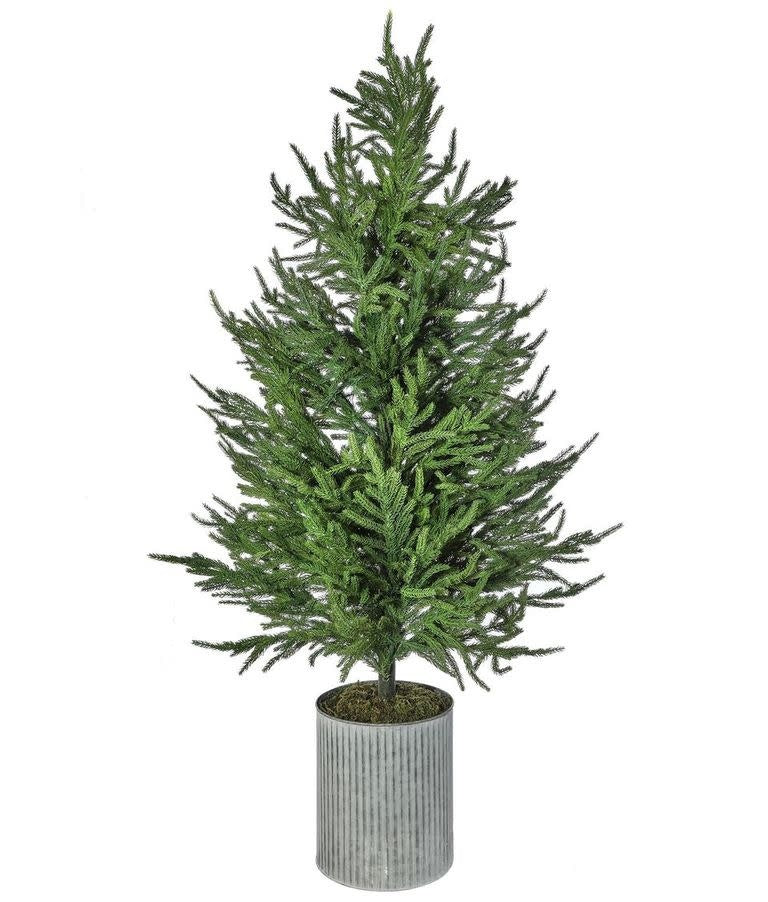 Natural green Norfolk pine tree in a pot with full foliage.