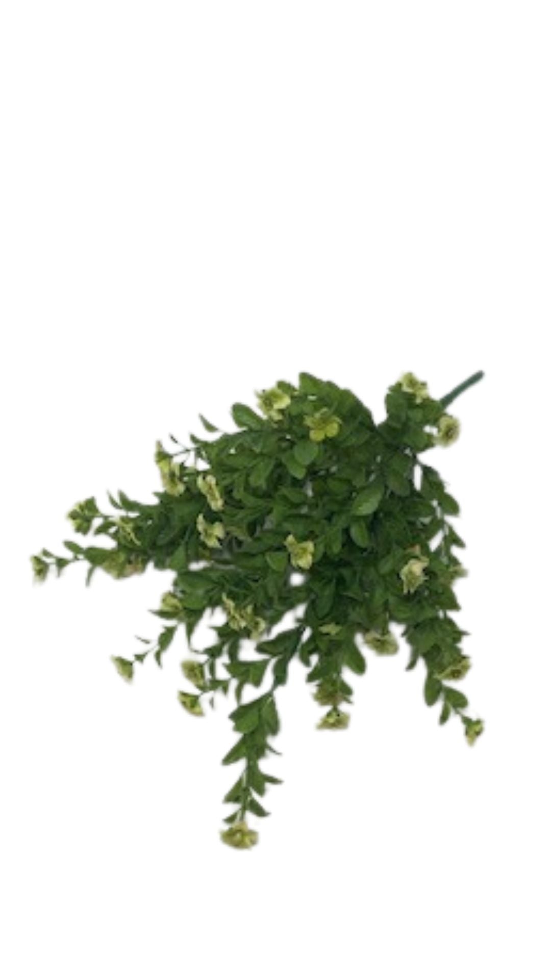 Green filler bush with small light green flowers and delicate leaves.