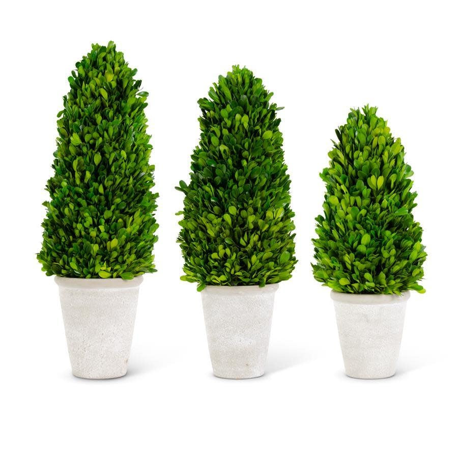 Preserved boxwood cone tree with lush green foliage in a whitewashed ceramic pot