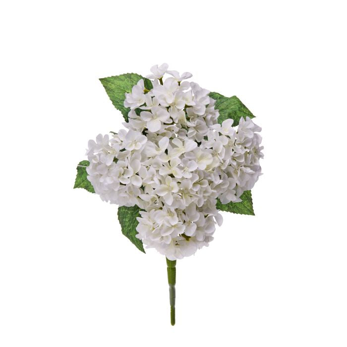 Mini spring hydrangea bush with green foliage in a rectangular planter