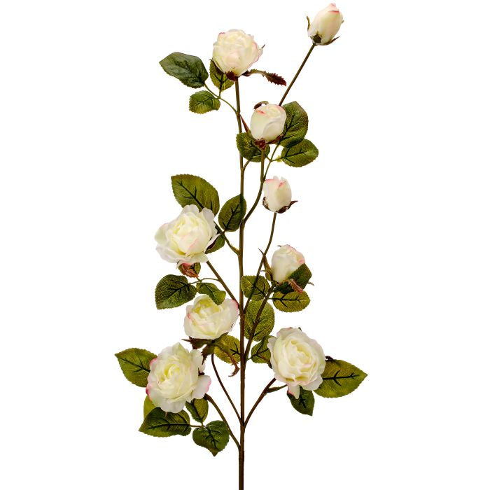 Just Cut garden rose branch with green leaves on a long stem