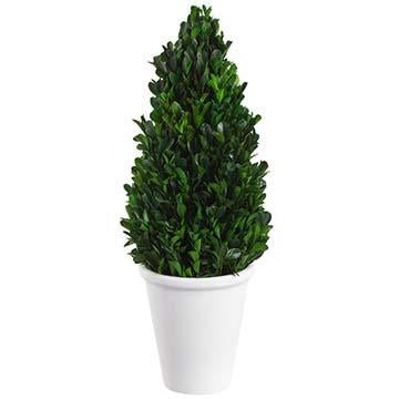 16.5" Preserved Boxwood Cone Topiary in Pot Green