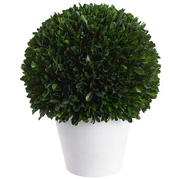 13.5" Preserved Boxwood Ball Topiary in Pot Green