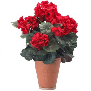 17" Potted Velvet Mature Geranium Red