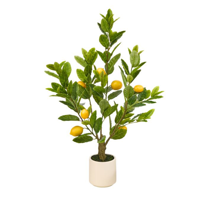 Potted Tuscan Lemon tree with green foliage in a round planter