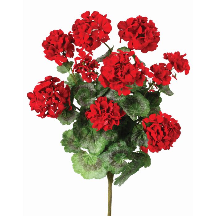 Red geranium plant in a pot with green foliage