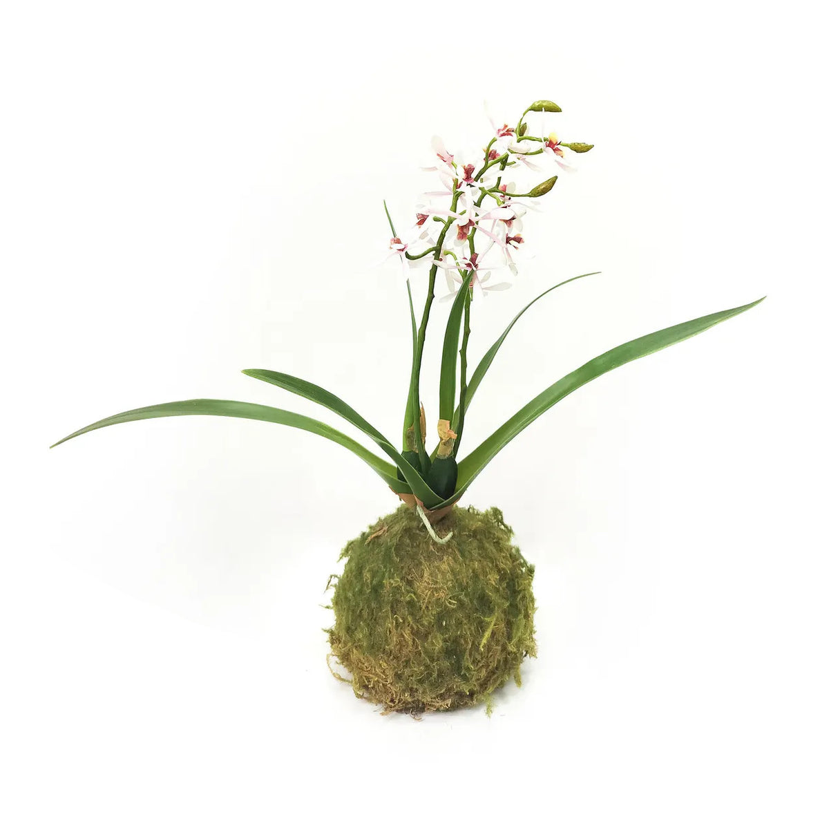 Variegated pink mini orchid moss ball with green foliage in a round silhouette.