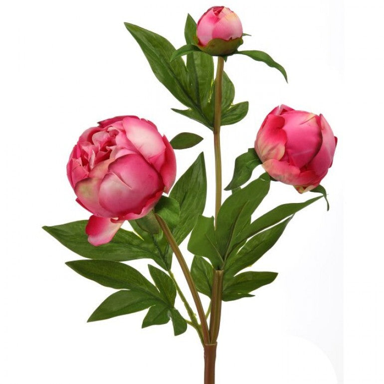 A bouquet of twenty-five-inch just cut pink peony bud spray flowers.