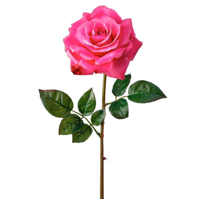 Open garden rose plant with a single large bloom on a 27-inch stem.