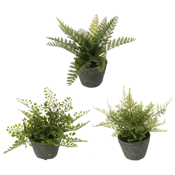 8" FERN IN SMALL POT