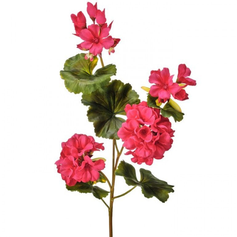 Just Cut geranium spray with green foliage arranged in a clear glass vase.