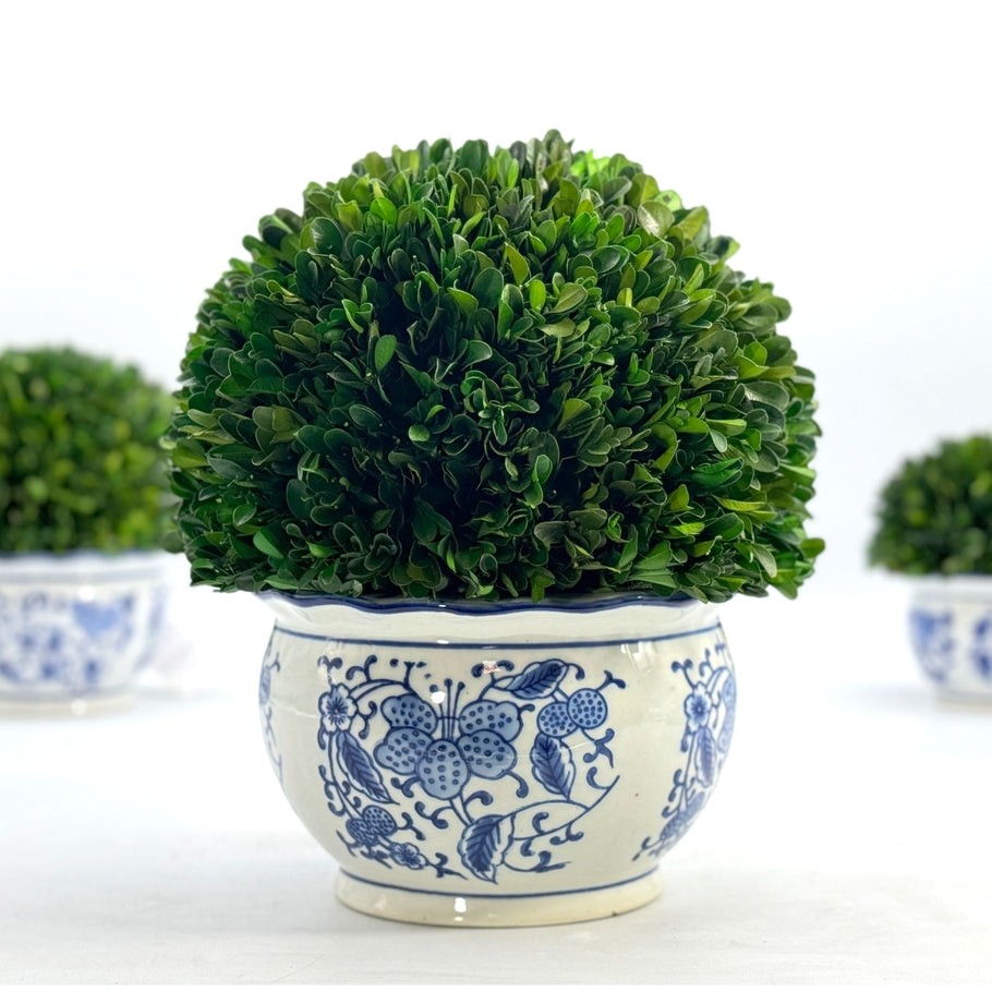 Round blue ceramic pot with white floral patterns holding a spherical preserved boxwood topiary.