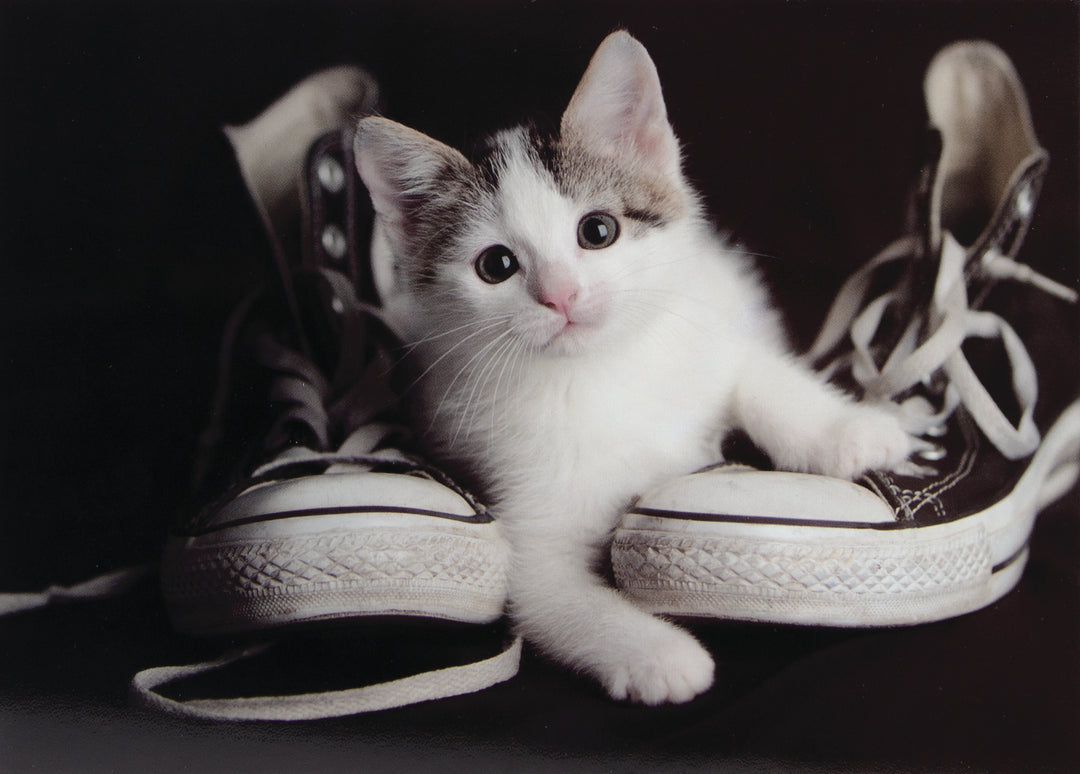 Kitten And Converse Greeting Card
