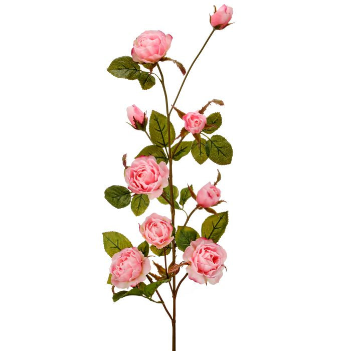 Just Cut garden rose branch measuring 37 inches in length with a natural silhouette.