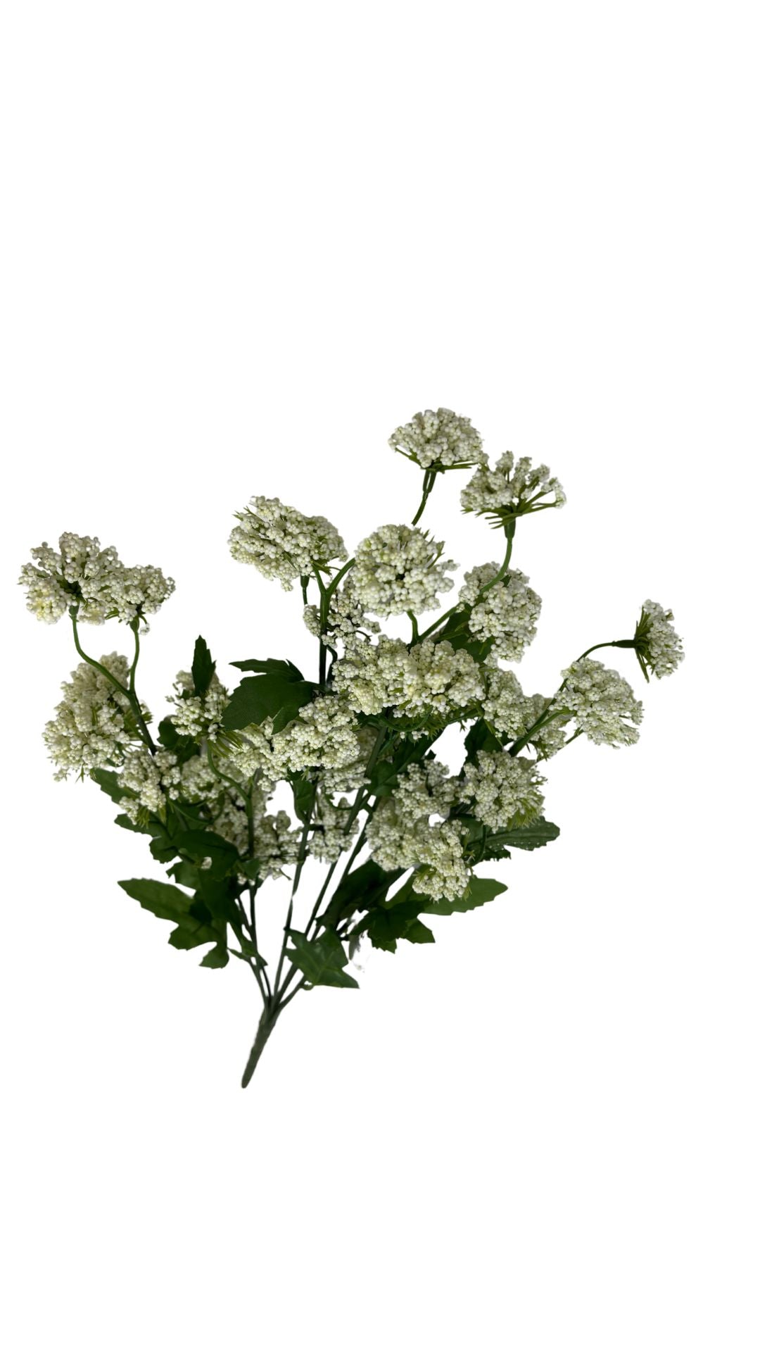 Thistle Ball Bush X8 CRM 1/10DZ