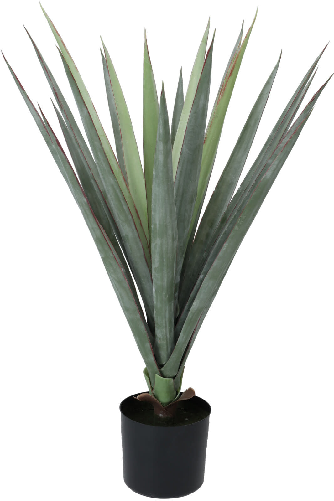 Sisal plant with long spiky green leaves in a round brown pot