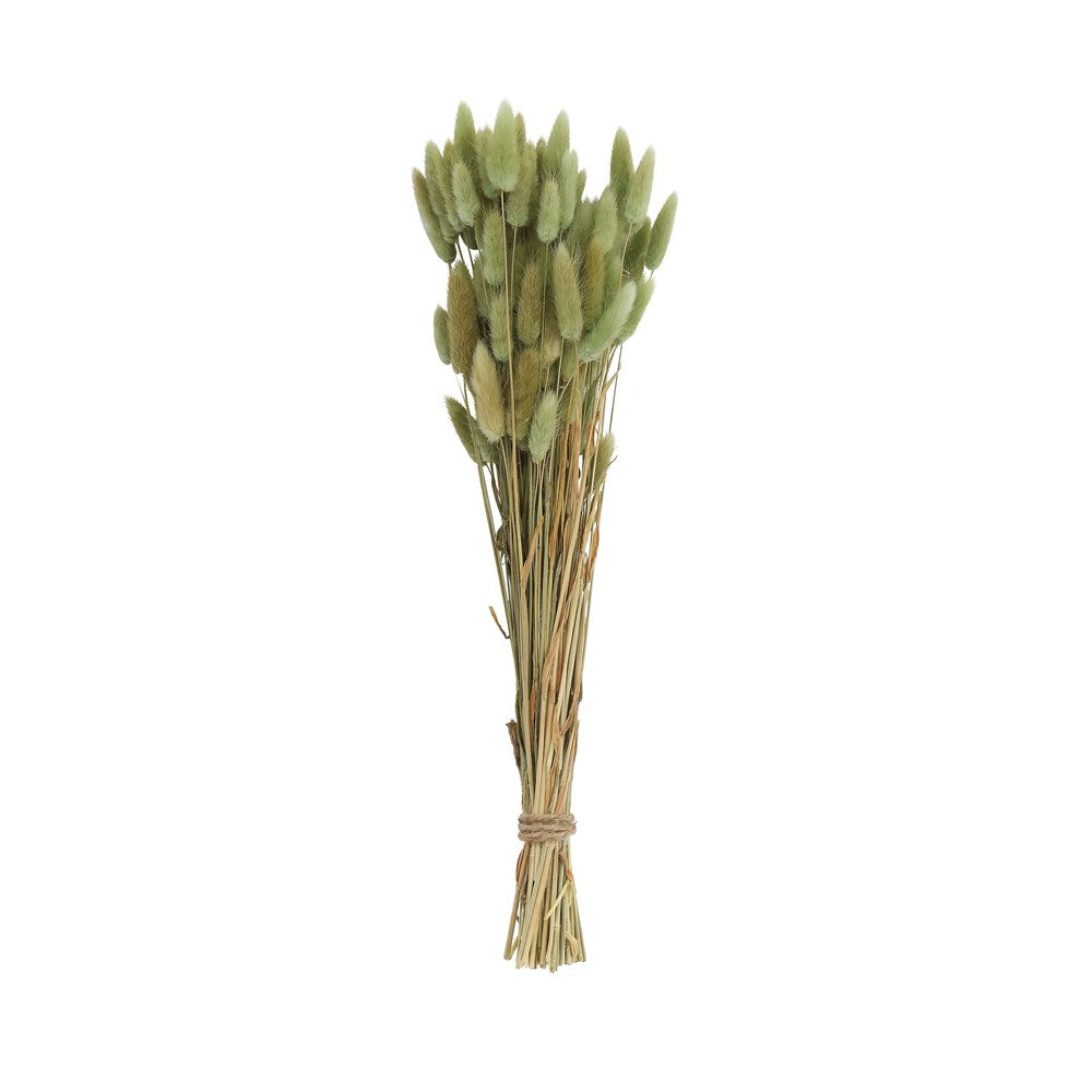 Bunch of dried natural bunny tail grass with light beige color.