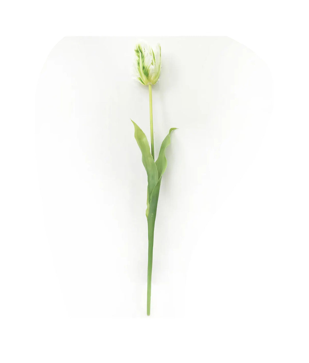 Parrot Tulip