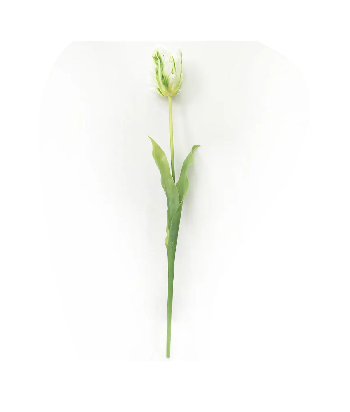 Parrot Tulip candle in a clear glass jar with a white wick.