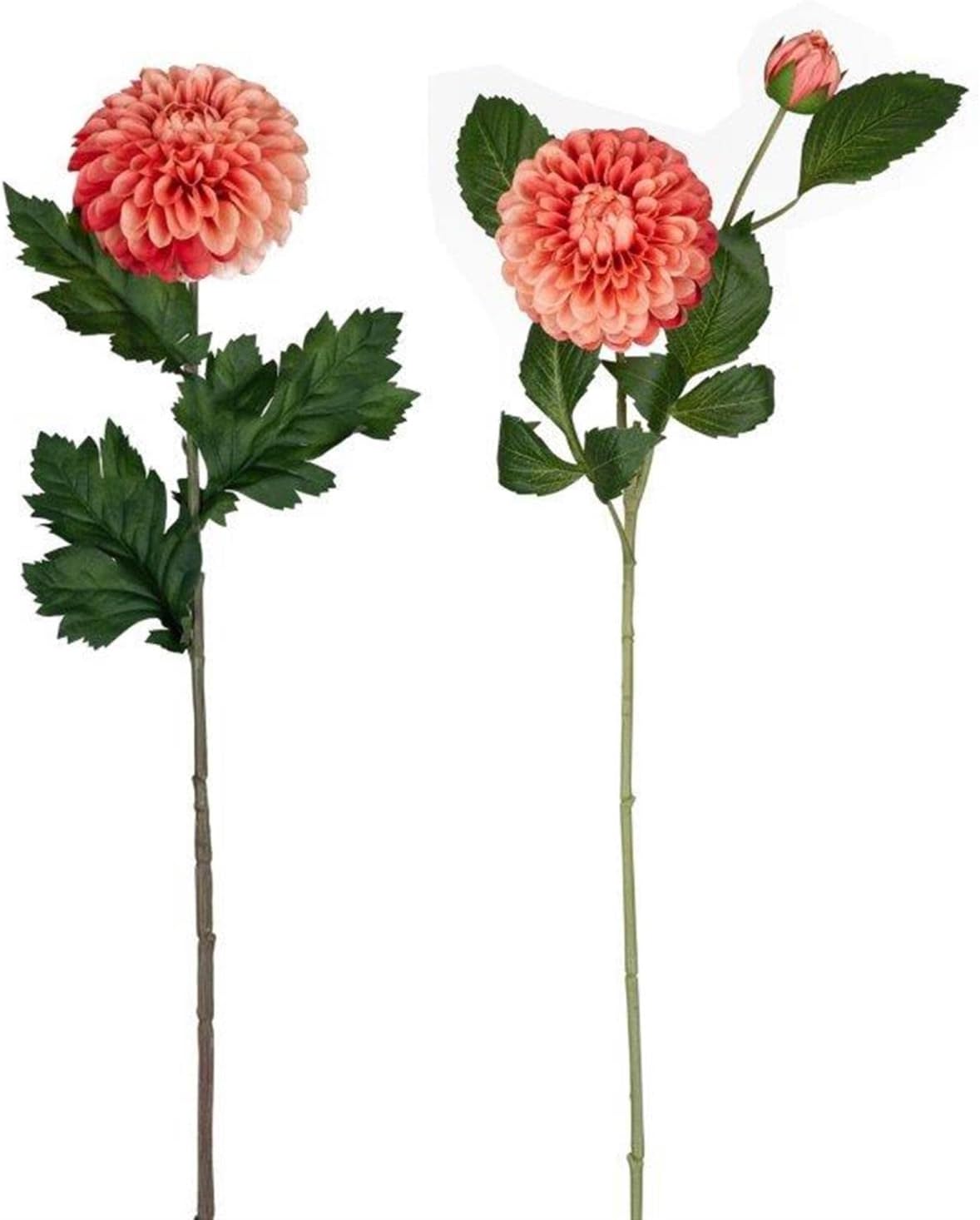 Two coral dahlias with green leaves on stems. One stem has a bud.