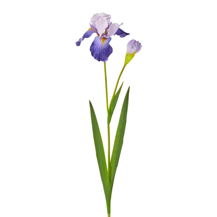 Bearded Iris + Bud with wide ruffled petals featuring an all-over spotted pattern in high contrast.