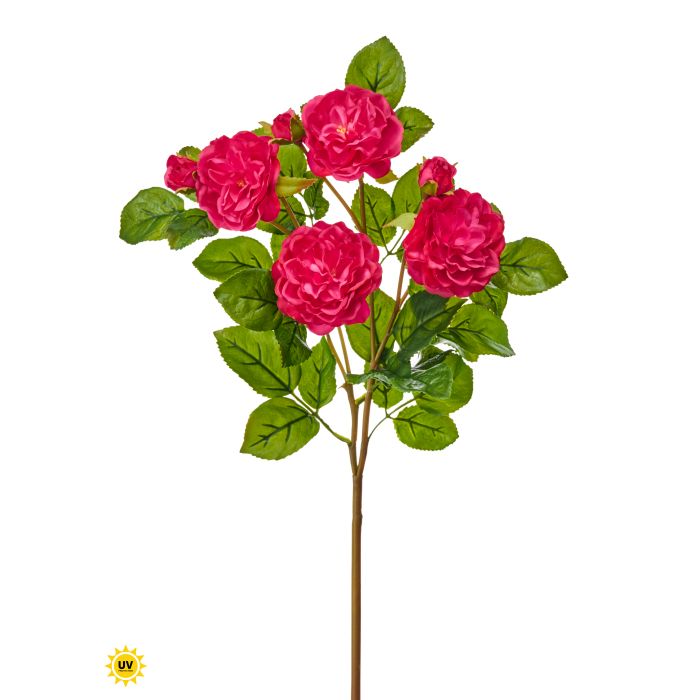 Uv Natural Touch rose plant with a 3-inch wide head on a 17-inch stem.