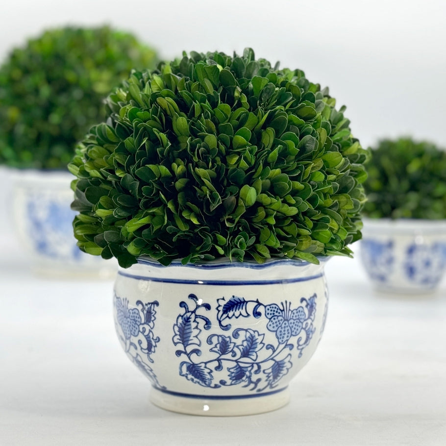 Boxwood Ball Topiary in Round Bulb Blue & White Ceramic Pot