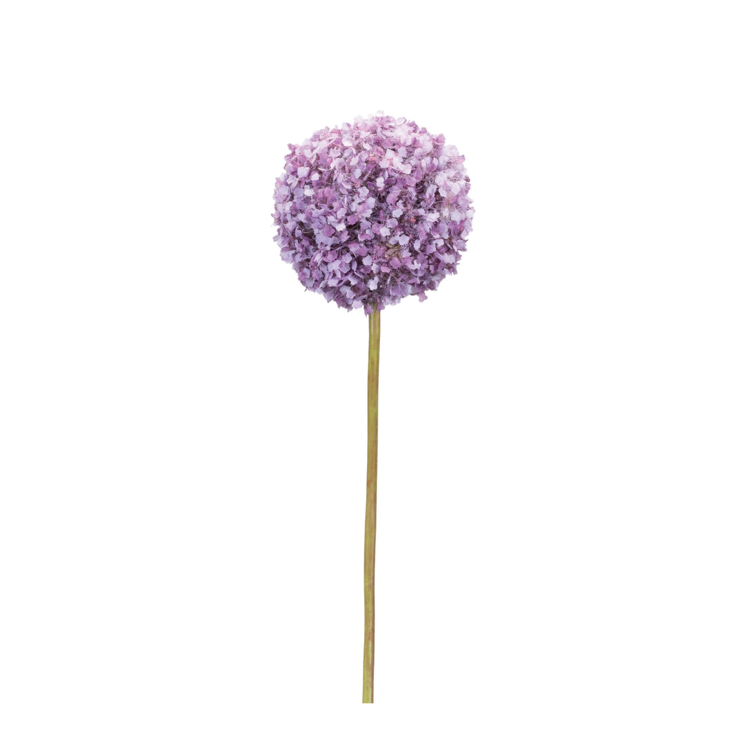 25”H  Allium Stem