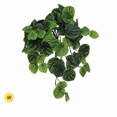 Hanging Peperomia bush with green foliage in a black pot.