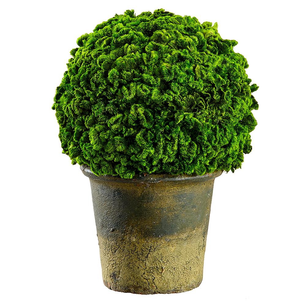 9-inch preserved celosia ball topiary in a green clay pot