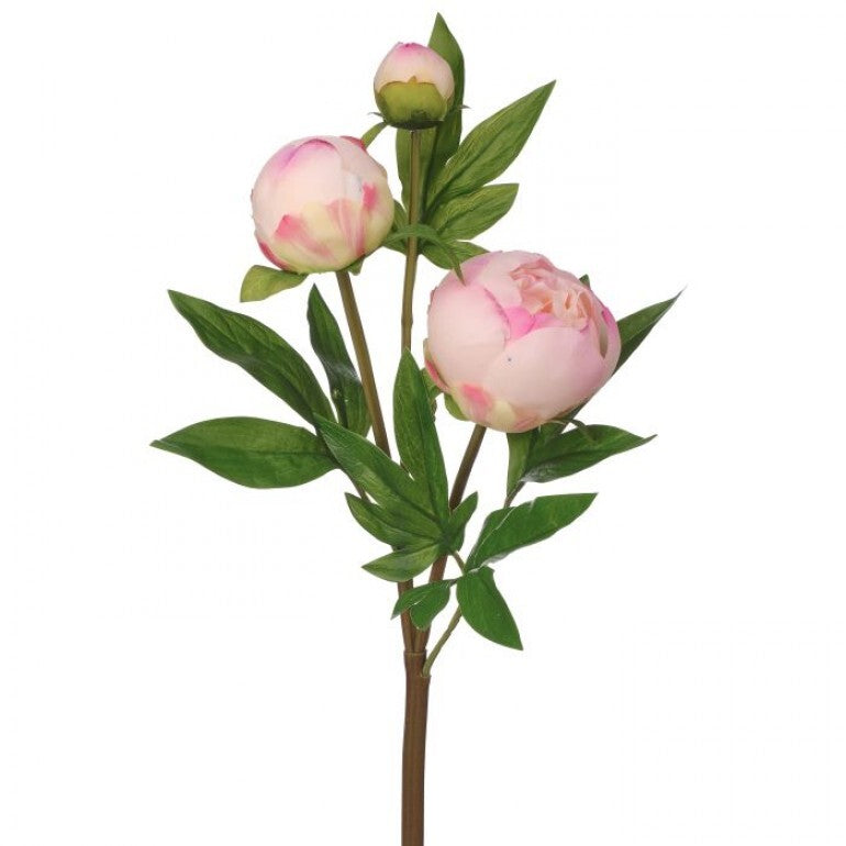 A bouquet of twenty-five-inch just cut peony bud spray stems with soft pink buds.