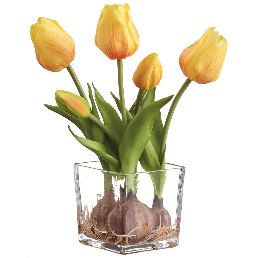 Yellow tulips with bulbs and green leaves in a square clear glass vase.