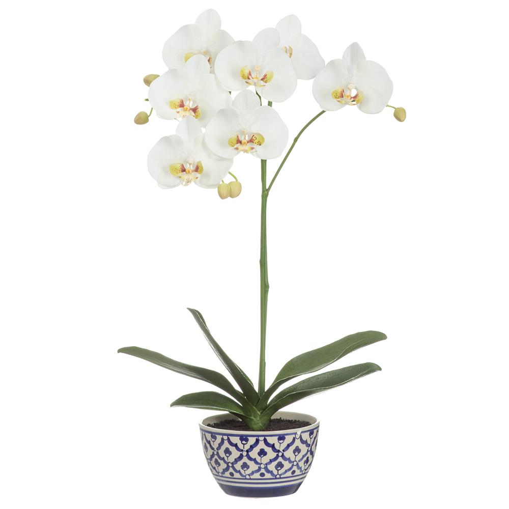 Cream green ceramic vase holding a blooming Phalaenopsis orchid plant.