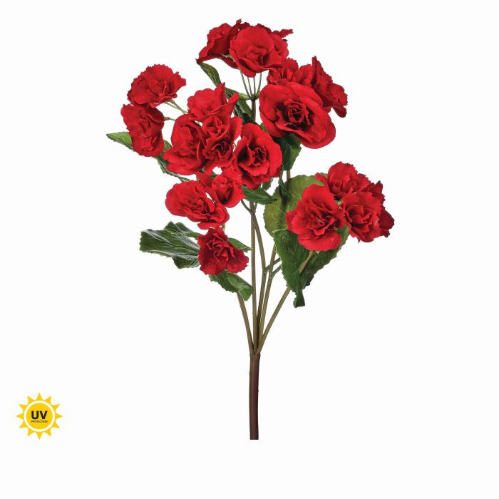 Seventeen-inch UV Summer Reiger Begonia plant in a decorative container.
