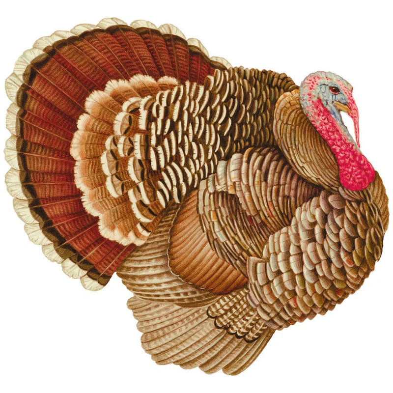 Illustration of a wild turkey with fan-shaped tail feathers on a white background.