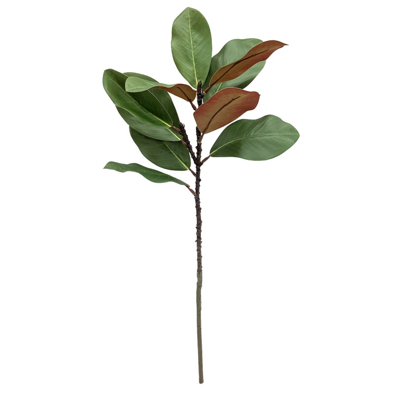 Green magnolia stem floral arrangement measuring approximately 27 inches tall.