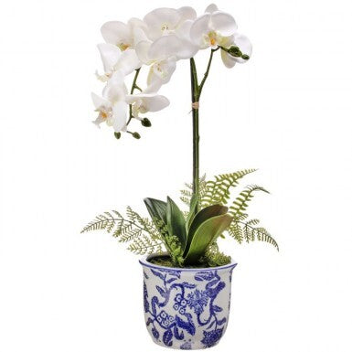 Ceramic pot holding a Phalaenopsis orchid with green ferns